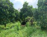 Chính chủ bán 5.380m2 đất Nghĩa Thành, sát Sonadezi Suối Nghệ, giá 8 tỷ, chỉ 1,49 triệu-m2