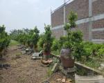 Đất Văn Giang 105m2 Mặt Tiền 7m - Phân Lô Bàn Cờ Tuyệt Đẹp Cạnh Vành Đai 4