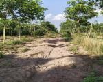 ĐẤT ĐẸP- GIÁ TỐT BÁN NHANH LÔ ĐẤT ĐẦU TƯ LÀ SINH LỜI TẠI huyện Bắc Tân Uyên, tỉnh Bình