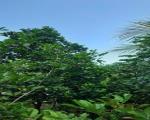 Chính chủ: BÁN ĐẤT SÂN VƯỜN