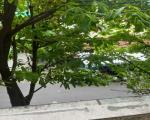 Chính Chủ Cần Bán Căn Hộ Chung Cư Lầu 1 Ngay MT/hẻm Trần Quang Diệu, Phường 13, Quận 3